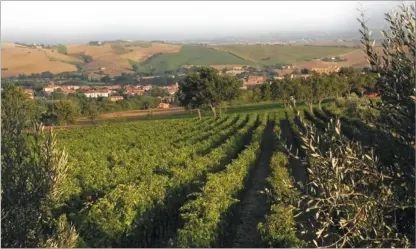  ??  ?? A field of grapes at the Angelini family farm in San Lorenzo, Italy. The Angelinis grow three varietals of grapes.