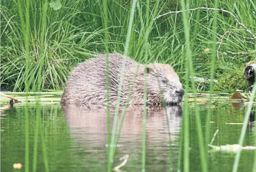  ?? STEVE GARDNER/SCOTTISH BEAVER TRIAL ?? Modern beavers have been wandering North America for 7.5 million years, but they are not native to South America.