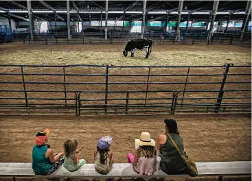  ?? PHOTOS BY JIM WEBER/THE NEW MEXICAN ?? ABOVE: The Herr family watches a longhorn grazing in a stock barn mostly devoid of livestock Thursday at the New Mexico State Fair in Albuquerqu­e.
RIGHT: Oliver Hankinson, 7, gets a little air during a hot day Thursday at the state fair.