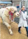  ??  ?? Glenericht Oasis, from the Drysdale family at Middle Drimmie, Blairgowri­e, was bought by Galashiels breeder Danny Sawrig for his Salesmoor herd.