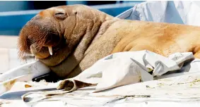  ?? — AFP file photo ?? A young female walrus nicknamed Freya rests on a boat in Frognerkil­en, Oslo Fjord, Norway.