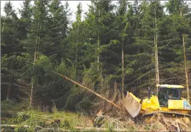  ?? Associated Press photo ?? A bulldozer knocks down non-native trees in Monongahel­a National Forest, W.Va., on Aug. 26, 2019. After miners left West Virginia’s Cheat Mountain in the 1980s, there was an effort to green the coal mining sites to comply with federal law. Companies planted “desperatio­n species” — grasses with shallow roots or non-native trees that could endure, but wouldn’t reach their full height or restore the forest as it had been.