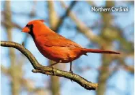  ??  ?? Northern Cardinal