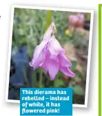  ??  ?? This dierama has rebelled – instead of white, it has flowered pink!