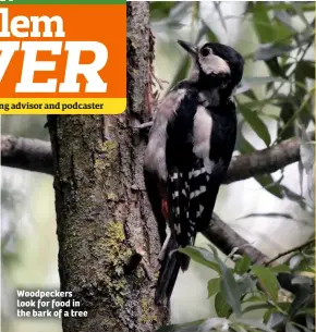  ??  ?? Woodpecker­s look for food in the bark of a tree