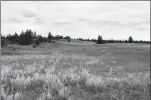  ?? CP / NATURE CONSERVANC­Y OF CANADA ?? The Nature Conservanc­y of Canada has announced a plan to protect Prairie grasslands, considered one of the most endangered and least protected ecosystems in the country.