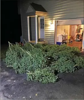  ?? PHOTO COURTESY OF THE CHESTER COUNTY DISTRICT ATTORNEY’S OFFICE ?? Three men were arrested after authoritie­s dismantled an elaborate marijuana grow operation in North Coventry Friday. Authoritie­s found over 100 mature marijuana plants and a marmoset monkey in the home.