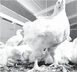  ?? ?? La propagació­n de este virus, dejará afectacion­es a la producción de pollo por lo cual el producto será limitado en comercios del estado.