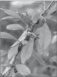  ?? USDA/Jeff McMillian ?? Ilex decidua, also known as Possum Haw, provide little red berries that are a common source of food for birds, deer and a variety of small mammals including possums.