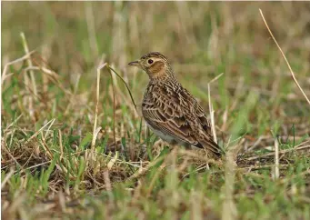  ?? ?? EIGHT: Eurasian Skylark (Newborough Warren, Anglesey, 25 January 2004). As this photograph shows, the crest may be sleeked down, producing a flattened head profile. Although it has an open and pleasant facial expression, the pattern is subdued and rather nondescrip­t, with the both the superciliu­m and eyestripe being unexceptio­nal. The dark ‘sub-ocular crescent’ is perhaps the most distinctiv­e feature. It is otherwise a quite large lark with an all-purpose bill, somewhere between a seed-eater and an insect-eater, as befits its omnivorous diet.