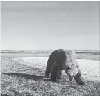  ?? HO THE CANADIAN PRESS ?? A researcher from the University of Saskatchew­an says he's got the first recorded proof of grizzly, black and polar bears all using the same habitat. In order, a black bear, polar bear and grizzly bear are seen in the Wapusk National Park, Manitoba.
