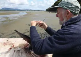  ?? Pics: Carl Brennan. ?? Don Cotton studying the rare whale at Cummeen Strand.