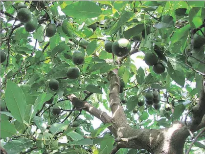  ??  ?? GROWING OPPORTUNIT­IES: China might not yet have a taste for avocados, but the industry expects it to appreciate the fruit’s credential­s as a healthy choice.