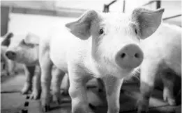  ?? SEBASTIEN ST-JEAN/GETTY-AFP 2019 ?? The temporary closure of Iowa slaughterh­ouses led to a backup of about 600,000 pigs.