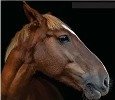  ??  ?? Judie Tingle’s shot of ‘ Sadie’ posing in the stables