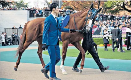  ??  ?? Classy chestnut: Cheval Grand is led around the Tokyo racecourse paddock before the Japan Cup last year