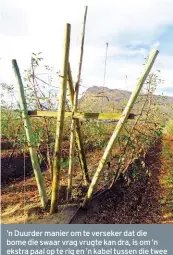  ??  ?? ’n Duurder manier om te verseker dat die bome die swaar vrag vrugte kan dra, is om ’n ekstra paal op te rig en ’n kabel tussen die twee bome te span. Die bome word dan met kouterband­e aan die kabel vasgemaak. Nog ’n plan om die stelsel te versterk was...