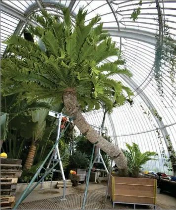  ?? PHOTO BY JENNY GOODALL ?? THIS JURASSIC CYCAD (in photo at right) has grown in London’s Royal Botanic Gardens at Kew since 1775 and has been named the oldest living potted plant in the world. It was collected during Captain Cook’s second voyage around the world. Metal supports help this ancient plant remain standing.