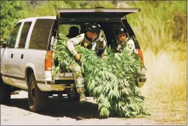  ?? PHOTOS BY SHAUN WALKER — TIMES-STANDARD ?? California Department of Justice officers, participat­ing in a Campaign Against Marijuana Planting raid near Petrolia along the Humboldt County coast, carry marijuana plants. The pair were lifted by helicopter from the site.