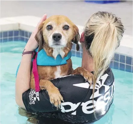  ?? — THE WASHINGTON POST ?? Kelly Coupe, the head swim coach at K9 Aquatic Center in Maryland, with Ditto, whose owners say swimming has helped their beloved dog recover from major back surgery.