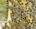  ?? KUTTELVASE­ROVA VIA BIGSTOCKPH­OTO ?? Virginia’s losses of honeybee colonies this winter were double the national average.