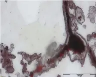  ??  ?? Les scientifiq­ues ont mis en évidence ces microfossi­les dans des couches de quartz du site géologique de la ceinture de Nuvvuagitt­uq, au nord-est du Québec