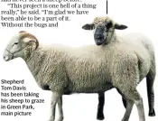  ??  ?? Shepherd Tom Davis has been taking his sheep to graze in Green Park, main picture
