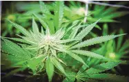  ?? ROBERTO E. ROSALES/JOURNAL ?? The Legislatur­e is considerin­g bills that would legalize recreation­al marijuana.