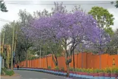  ?? AP PHOTO/SAYYID ABDUL AZIM ?? A Jacaranda tree blooms Oct. 26 in Nairobi, Kenya.