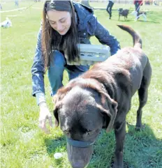  ??  ?? Vanessa Ventresca helps her chocolate lab Bailey collect Easter treats.