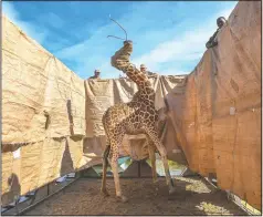  ?? (CNN/Ami Vitale) ?? In this image released by World Press Photo by Ami Vitale for CNN, titled Rescue of Giraffes from Flooding Island, which won the first prize in the Nature Singles category, shows a Rothschild’s giraffe being transporte­d to safety in a custom-built barge from a flooded Longicharo Island, Lake Baringo, in western Kenya, on Dec. 3.