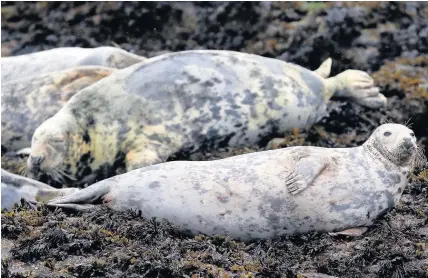  ??  ?? > Grey seals were hit by Storm Ophelia