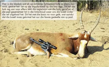  ??  ?? Hier is die blesbok wat ek op Johannes Schoeman-hulle se plaas, Lerwick, geskiet het. Let op die Impala-koeël op die foto regs. Dit het die bok reg van voor effens aan die regterkant van die bors getref en al die pad gepenetree­r tot in die linkerboud...