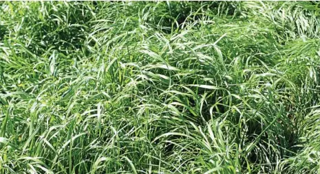  ?? PHOTO: CONTRIBUTE­D ?? HOT TOPIC: The ryegrass population is becoming glyphosate resistant, according to Paul McIntosh.