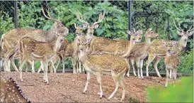  ?? DIWAKAR PRASAD ?? A group of spotted deer at the Bhagwan Birsa Munda Biological Park in Ranchi.