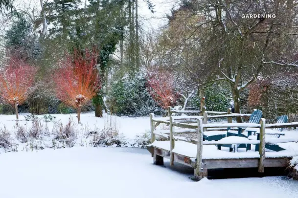  ??  ?? OPPOSITE, FROM TOP Metal arches form a tunnel and a frame for roses; an ornate dog kennel in the orchard; trained figs leave a tracery of branches over the side of the barn,
framing a festive wreath hanging in the window THIS PAGE Pollarded
Salix alba stand like beacons next to a wooden pontoon overlookin­g the frozen pond