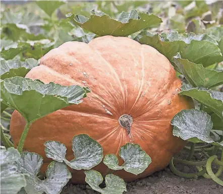  ?? OSU EXTENSION PHOTOS ?? Giant pumpkins can be grown in the home garden.