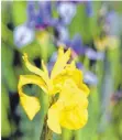  ??  ?? Für ein einfaches Balkon-Biotop ist etwa die Sumpf-Iris geeignet.