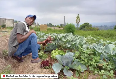  ?? ?? Thobelane Radebe in his vegetable garden.