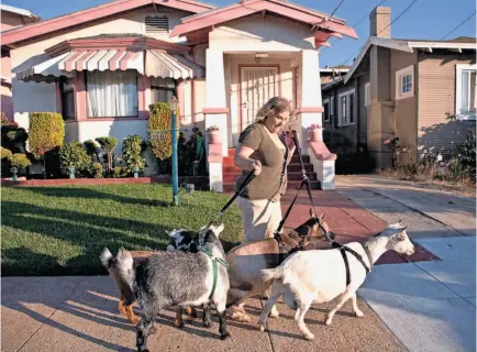  ?? Lori Eanes / “Backyard Roots” ?? Kitty Sharkey walks four Nigerian dwarf goats in East Oakland, where her urban farm features rabbits and an orchard.