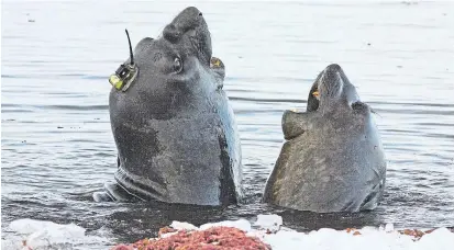  ??  ?? Da lachen die See-Elefanten: Mit den am Kopf angebracht­en Instrument­en maßen die Tiere die Temperatur und den Salzgehalt in Meeresregi­onen, die von Bedeutung für globale Strömungen sind.