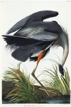  ??  ?? John James Audubon (1785-1851), Great Blue Heron (Plate CCXI) (Ardea Herodias), from The Birds of America, handcolore­d etching, 39 x 26”