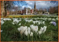  ?? ?? Above, a sign that spring is in the air, as brightly-coloured crocuses are seen beginning to bloom in Queen’s Park in the southside of Glasgow Picture: Colin Mearns Left, volunteers load vans with donations bound for Ukraine outside the Edinburgh Ukraine Club in Edinburgh