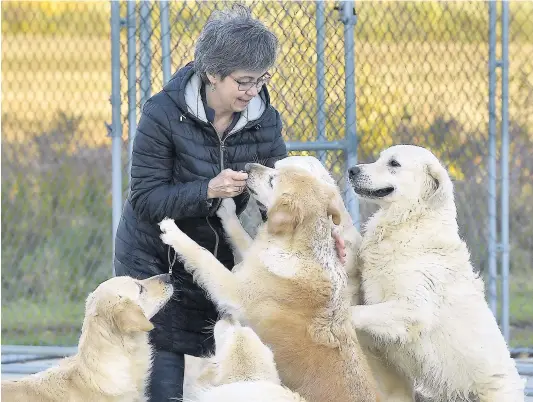  ?? PHOTO DIDIER DEBUSSCHÈR­E ?? Monick Drolet, éleveuse de golden retrievers à Beaumont, a décidé de ne pas augmenter ses prix malgré la hausse de la demande.