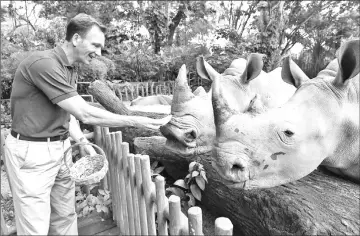  ??  ?? Michael Barclay, group CEO of Mandai Park Holdings, feeding white rhinos at Singapore Zoo. — AFP photos by Roslan Rahman