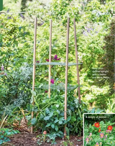  ??  ?? Keep your dahlias upright with a timber and mesh trellis.