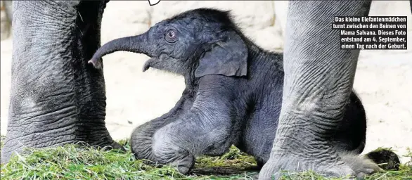  ??  ?? Das kleine Elefantenm­ädchen turnt zwischen den Beinen von Mama Salvana. Dieses Foto entstand am 4. September, einen Tag nach der Geburt.