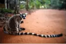  ?? Photograph: Alkis Konstantin­idis/Reuters ?? A ring-tailed lemur at a reserve in Toliara province, Madagascar.