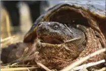  ??  ?? Snapping turtle No. 4, known as Orange for his colour, weighs 28 pounds and was found in West Pond, Dundas, as part of a McMaster study.