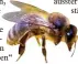  ?? Foto: Ulrich Wagner ?? Wie steht es um die Honig und Wildbienen in Deutschlan­d?